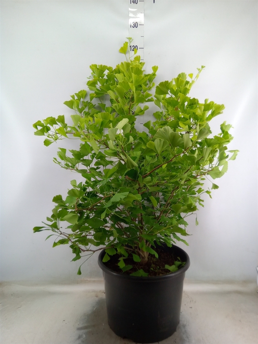 <h4>Ginkgo biloba   ...</h4>