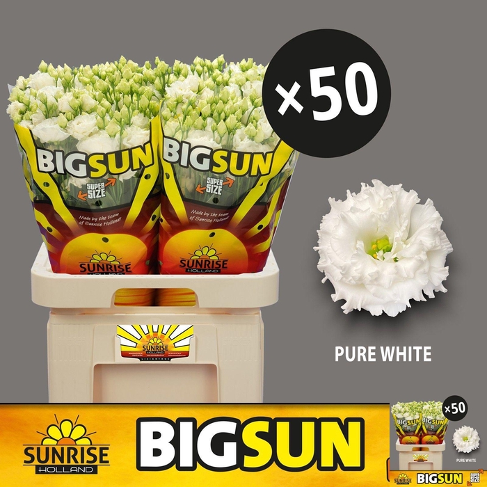 <h4>EUS G ALISSA PUR WHI</h4>