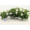 Platyco Gr Astra Whi