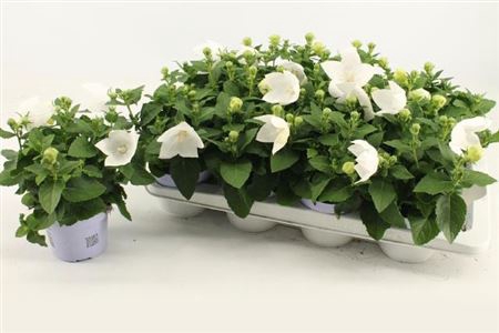 <h4>Platyco Gr Astra Whi</h4>