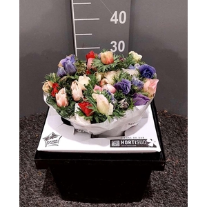 Anem Gal Mix Bac Mix