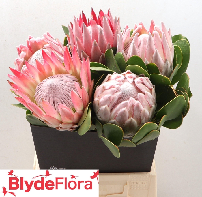 <h4>PROTEA CYNAROIDES</h4>