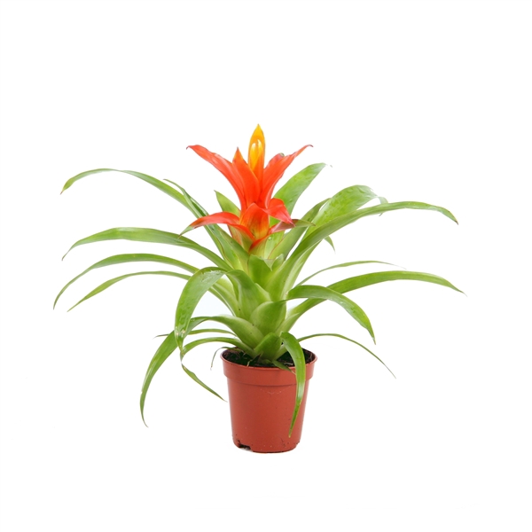 <h4>Guzmania Ritmo</h4>