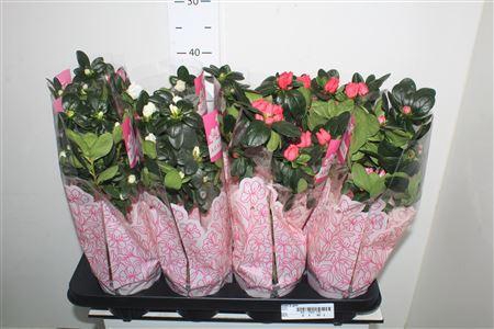 <h4>Rhodo Si Gem Stam</h4>