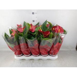 Anthurium andr. 'Success Red'