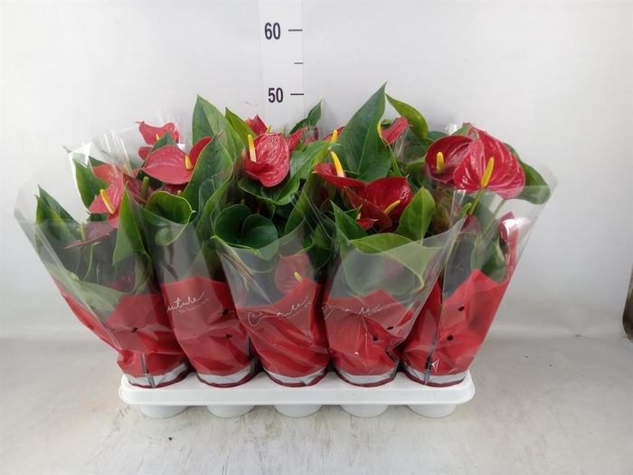 <h4>Anthurium andr. 'Success Red'</h4>