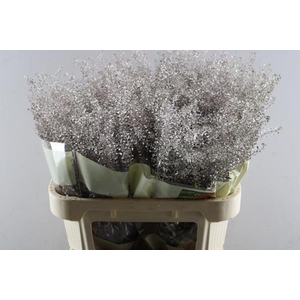 Deco Gr Thlaspi Gr Champagne