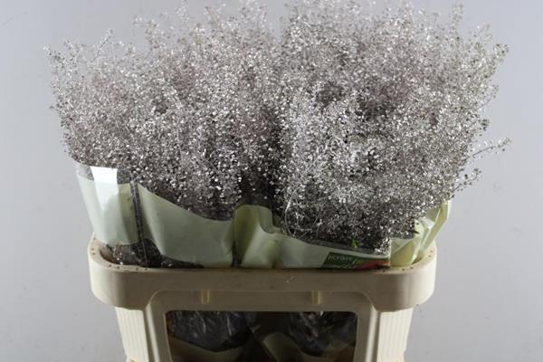 <h4>Deco Gr Thlaspi Gr Champagne</h4>