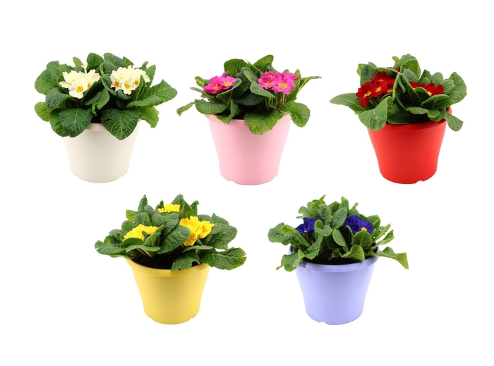 <h4>Primula Acaulis in Gemengd 19 cm patio pot</h4>