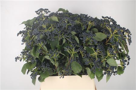 Viburnum Dark Blue Herman