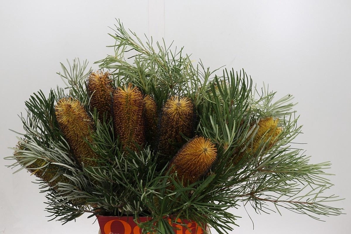 <h4>BANKSIA OV GROOTBL</h4>