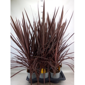Cordyline austr. 'Red Star'