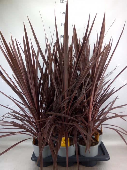 <h4>Cordyline austr. 'Red Star'</h4>