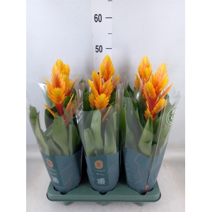 Vriesea  'Intenso Flame'