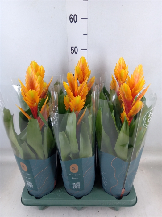 <h4>Vriesea  'Intenso Flame'</h4>