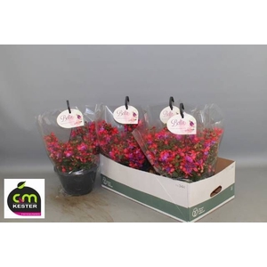 FUCHSIA B F HANG GEM