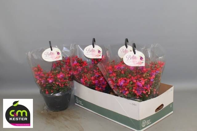 <h4>FUCHSIA B F HANG GEM</h4>