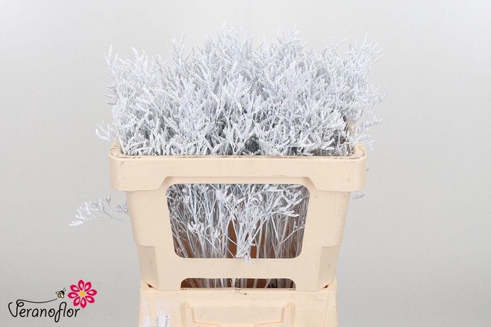 <h4>LIM OV KLB H%</h4>