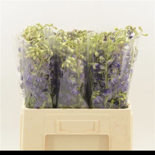 <h4>DELPH EN DELDON PURP</h4>