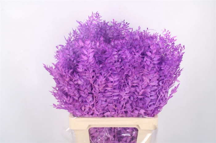 Ruscus. Lavendel Per Stem