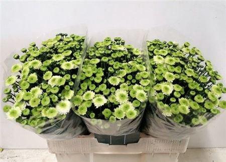 <h4>Chr S Ferry</h4>