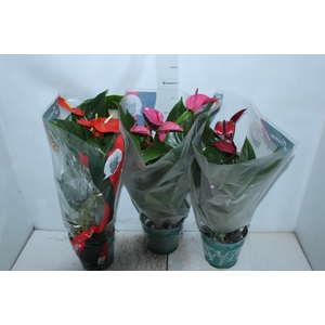ANTHURIUM VARIADO P17