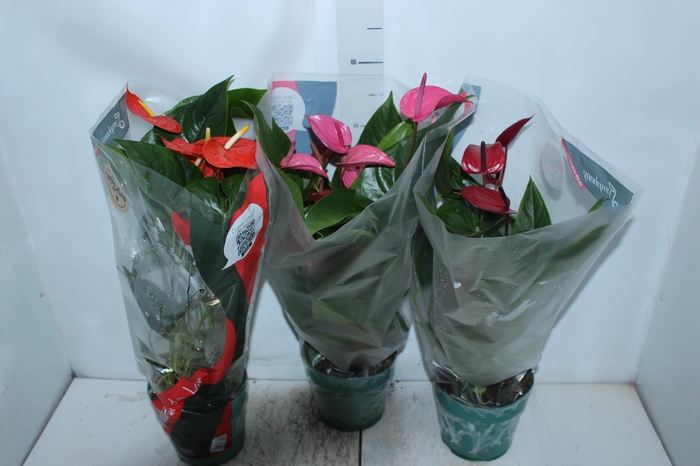 <h4>ANTHURIUM VARIADO P17</h4>