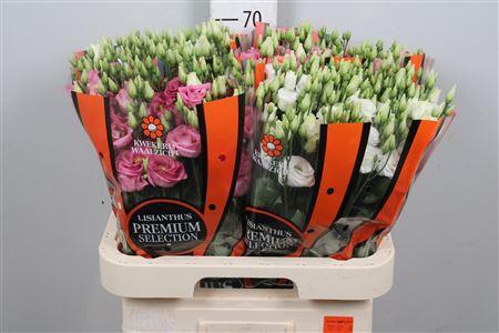 <h4>Eus G Mix D.pink/white</h4>