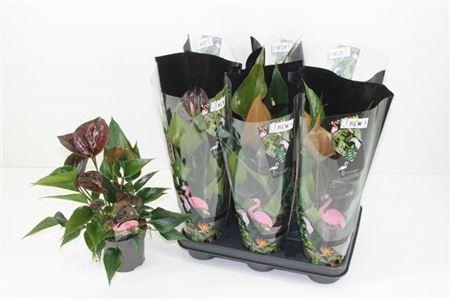 Anthu A Paris Black 4-5+++