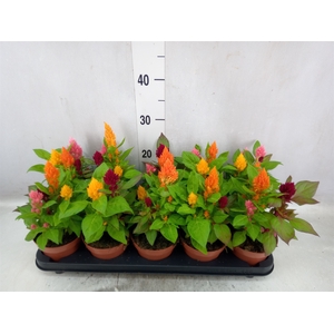 Celosia arg. PL   ...