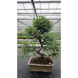 Zelkova parvifolia, pot 46 cm., height 90cm (single item)