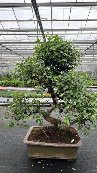 <h4>Zelkova parvifolia, pot 46 cm., height 90cm (single item)</h4>