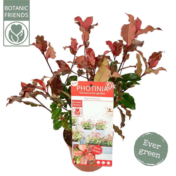 <h4>Photinia 'Magical Volcano' ®</h4>