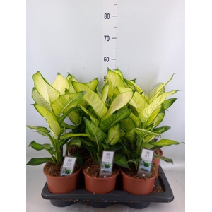 Dieffenbachia  'Summer Style'
