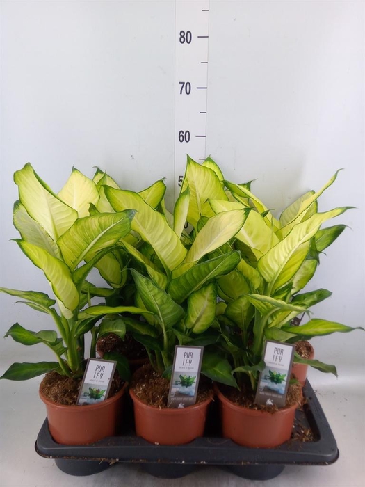 <h4>Dieffenbachia  'Summer Style'</h4>