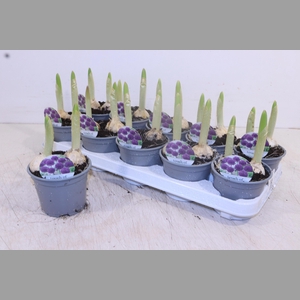 ALLI PURPL SENSATION