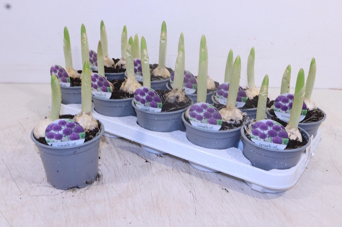 <h4>ALLI PURPL SENSATION</h4>