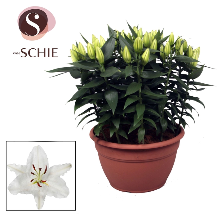 <h4>Oriental Wit XL 15pp</h4>