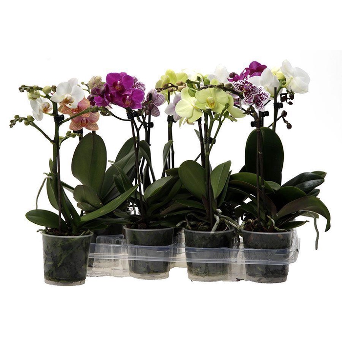 <h4>Kolibri Orchids Phalaenopsis Mix 1 spike no label</h4>