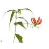 Gloriosa Orange Short