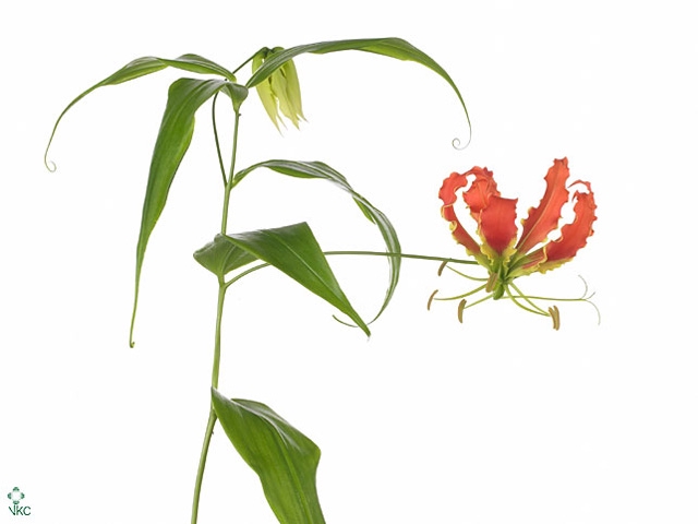 Gloriosa Orange Short