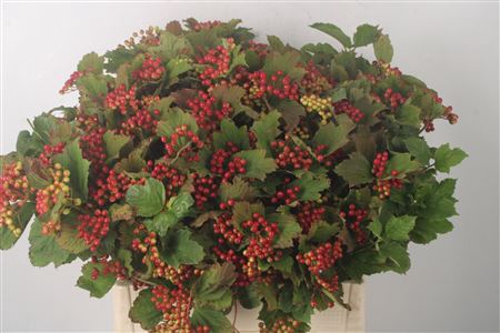 <h4>Viburnum Op Compactum</h4>
