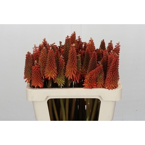 Kniphofia Alcazar