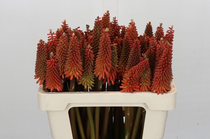Kniphofia Alcazar