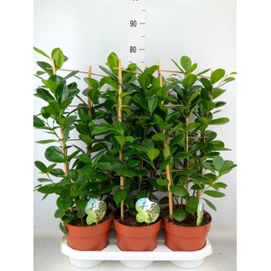 Ficus microcarpa 'Moclame'