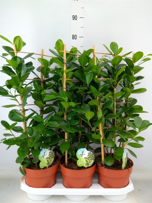 <h4>Ficus microcarpa 'Moclame'</h4>