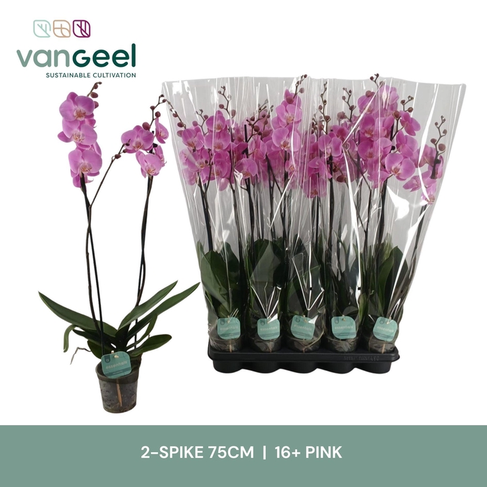 <h4>PHAL OV ROZE</h4>