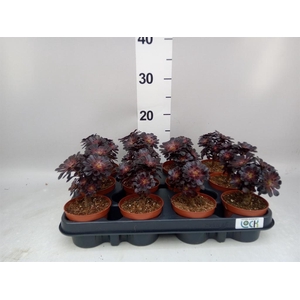 Aeonium arboreum