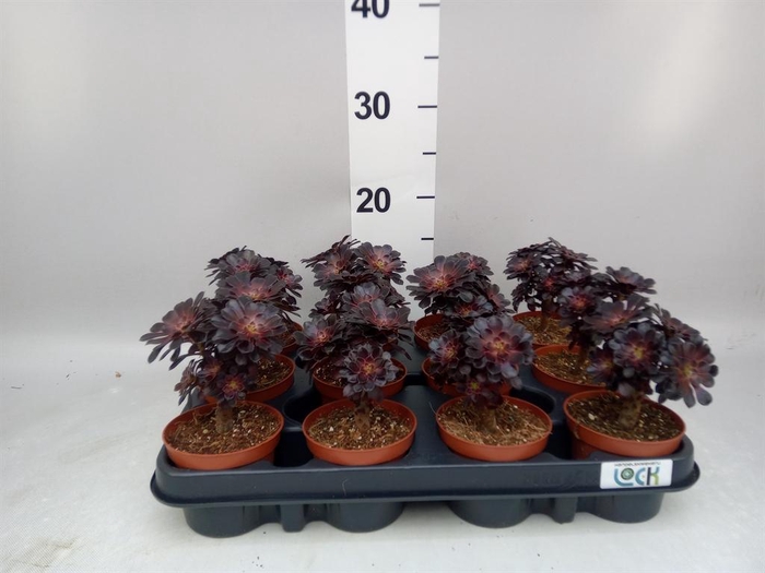 <h4>Aeonium arboreum</h4>