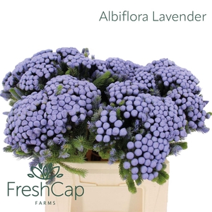 Albiflora Lavender